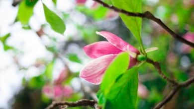La floraison des magnolias : une bonne astuce pour la maximiser
