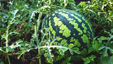 Un enfant dans un potager