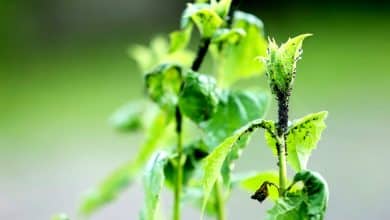 Des nuisibles sur une plante