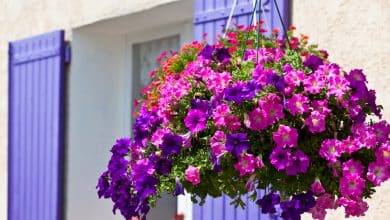 Des fleurs de pétunias lumineuses sur fond de mur de maison