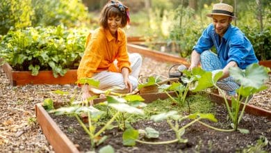 Un homme et une femme qui font un potager