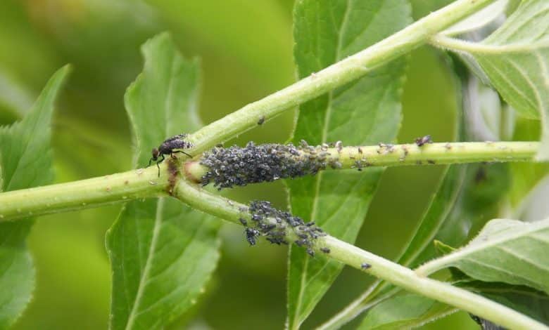 Des pucerons sur un cerisier