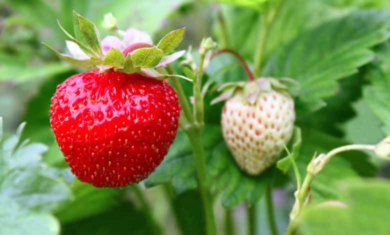Des fraises murs dans le potager