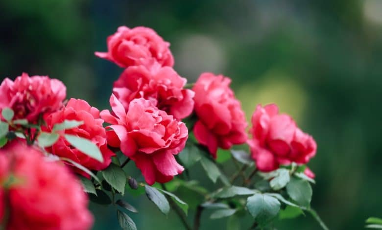 Des roses très belles