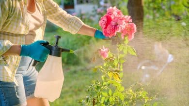 Une femme qui utilise un spray maison pour soigner son rosier