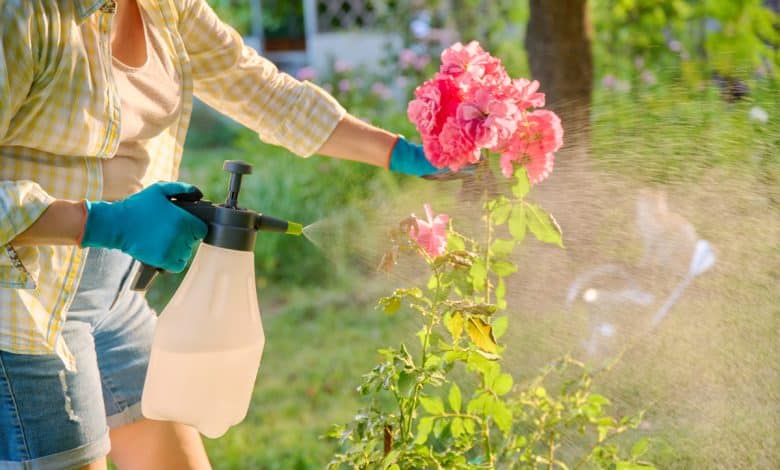 Une femme qui utilise un spray maison pour soigner son rosier