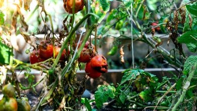 Des tomates pourries