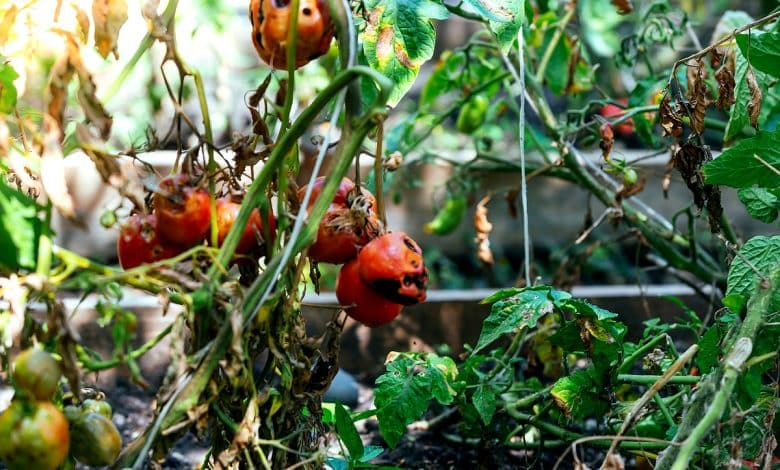 Des tomates pourries