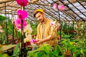 Culture d'orchidées