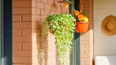 Fleurs tombante sur balcon