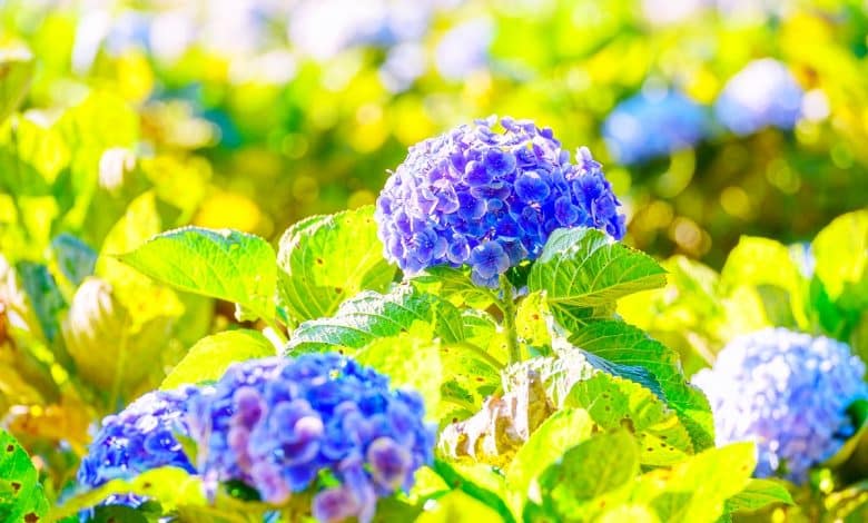 Hortensia bleu