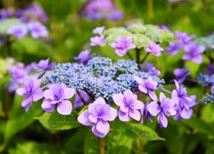 Hortensias violets en fleurs