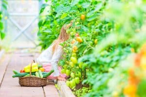 Légumes d'été