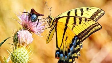 Papillon et abeille sur une fleur
