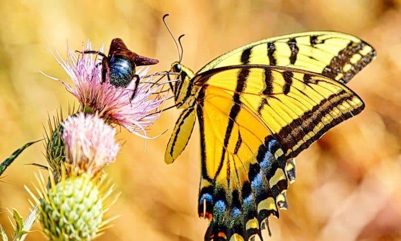 Papillon et abeille sur une fleur