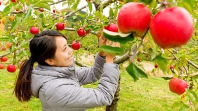 Femme cueillant des pommes