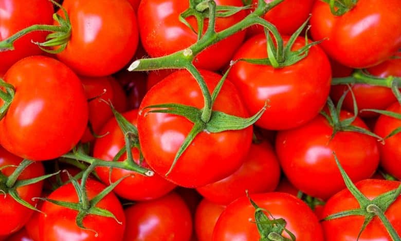 Récolte de tomates