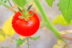 Tomate cerise hydratée