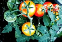 Plants de tomate