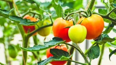 Tomates dans le jardin