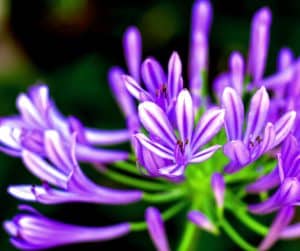 agapanthe violette