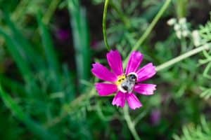 abeille sur fleur cosmos