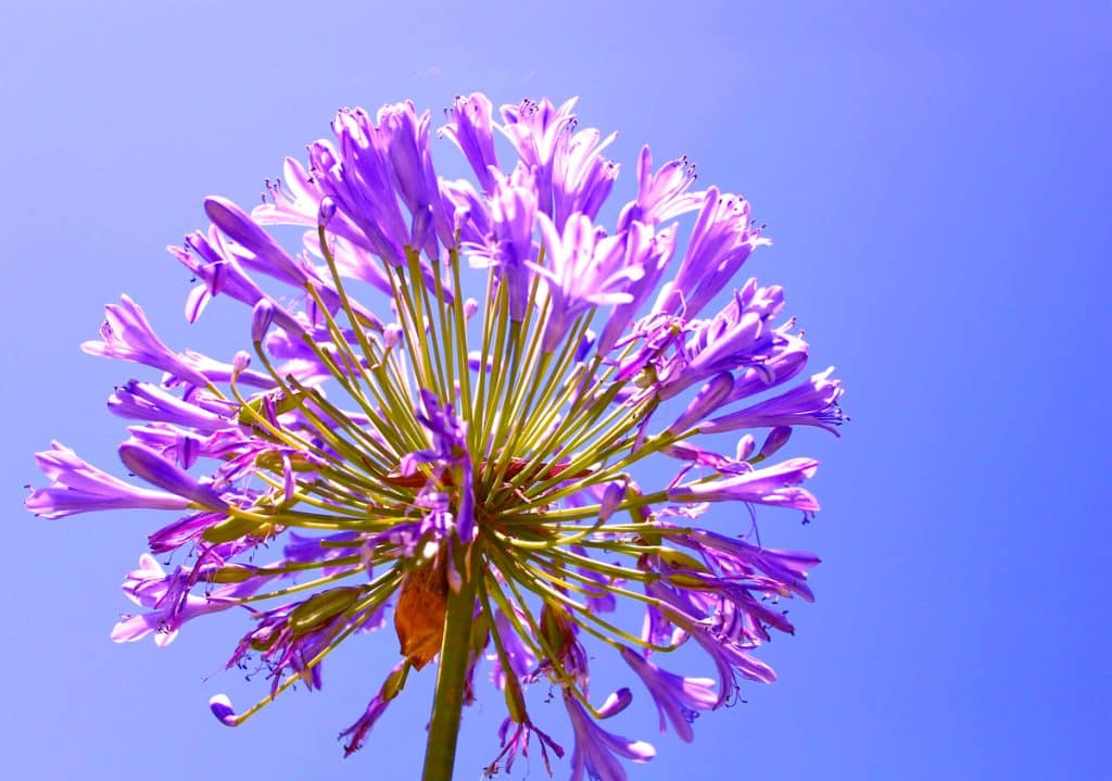 Une agapanthes dans un ciel très bleu