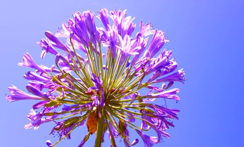 Une agapanthes dans un ciel très bleu