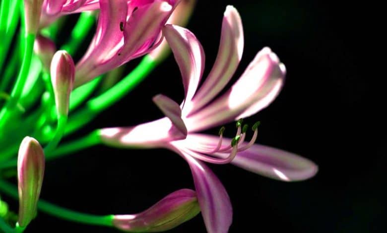 agapanthe belle fleur