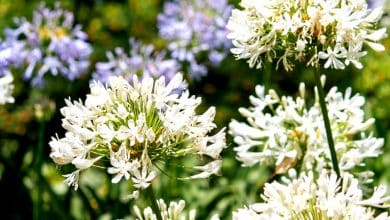 agapanthe blanc en pleine floraison