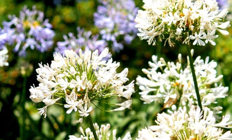 agapanthe blanc en pleine floraison