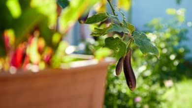 Des aubergines dans un potager