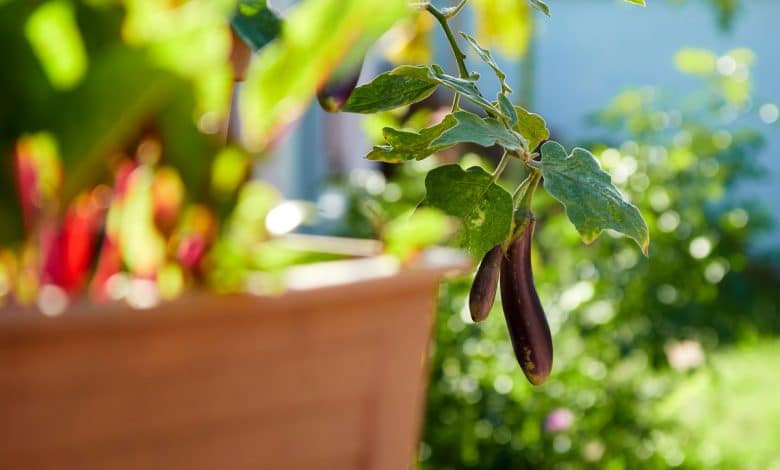 Des aubergines dans un potager