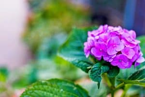 belle fleur d'hortensia