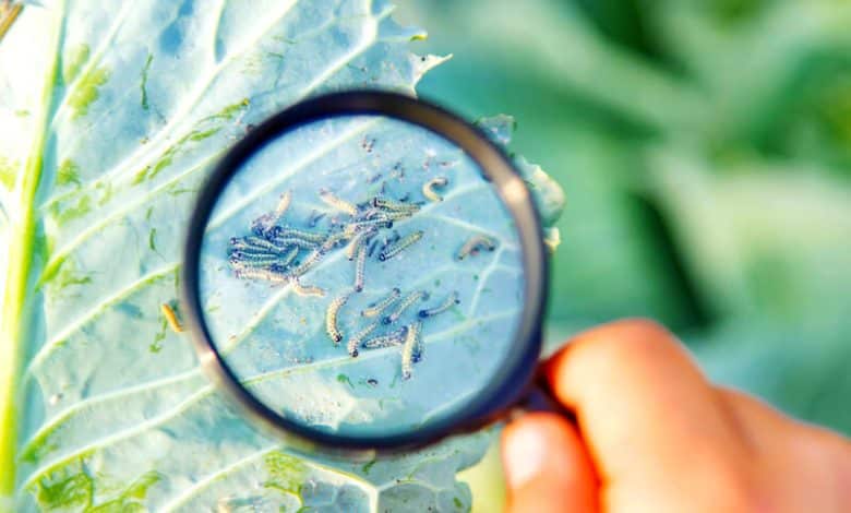 Une chenille sur un choux