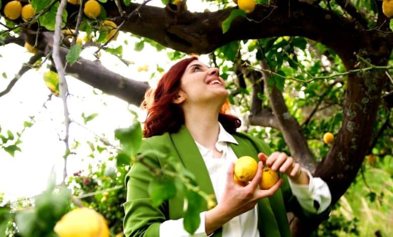citronnier prospère