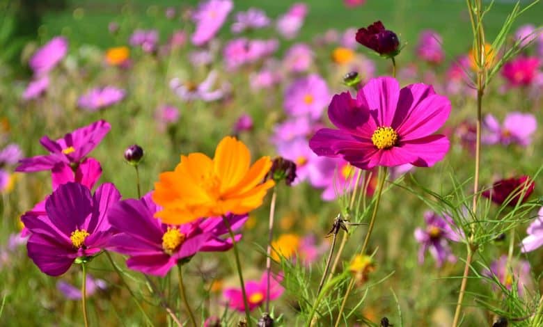 cosmos colorés