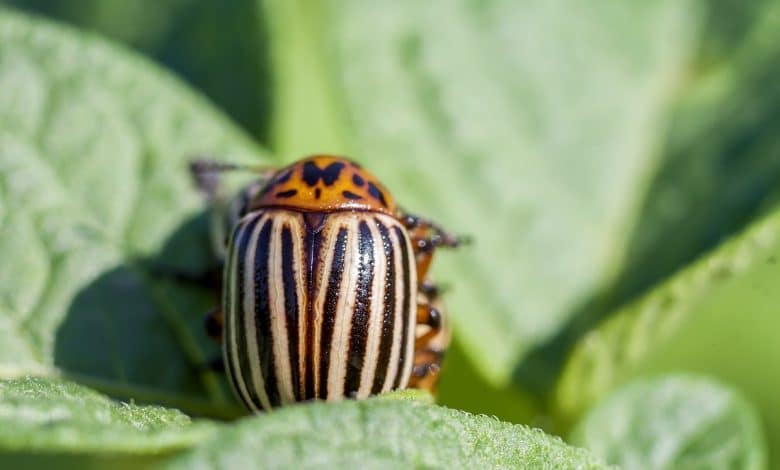doryphore pomme de terre