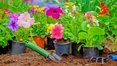 Fleurs dans le jardin