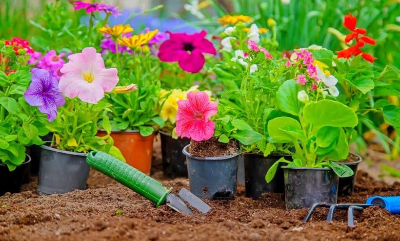 Fleurs dans le jardin