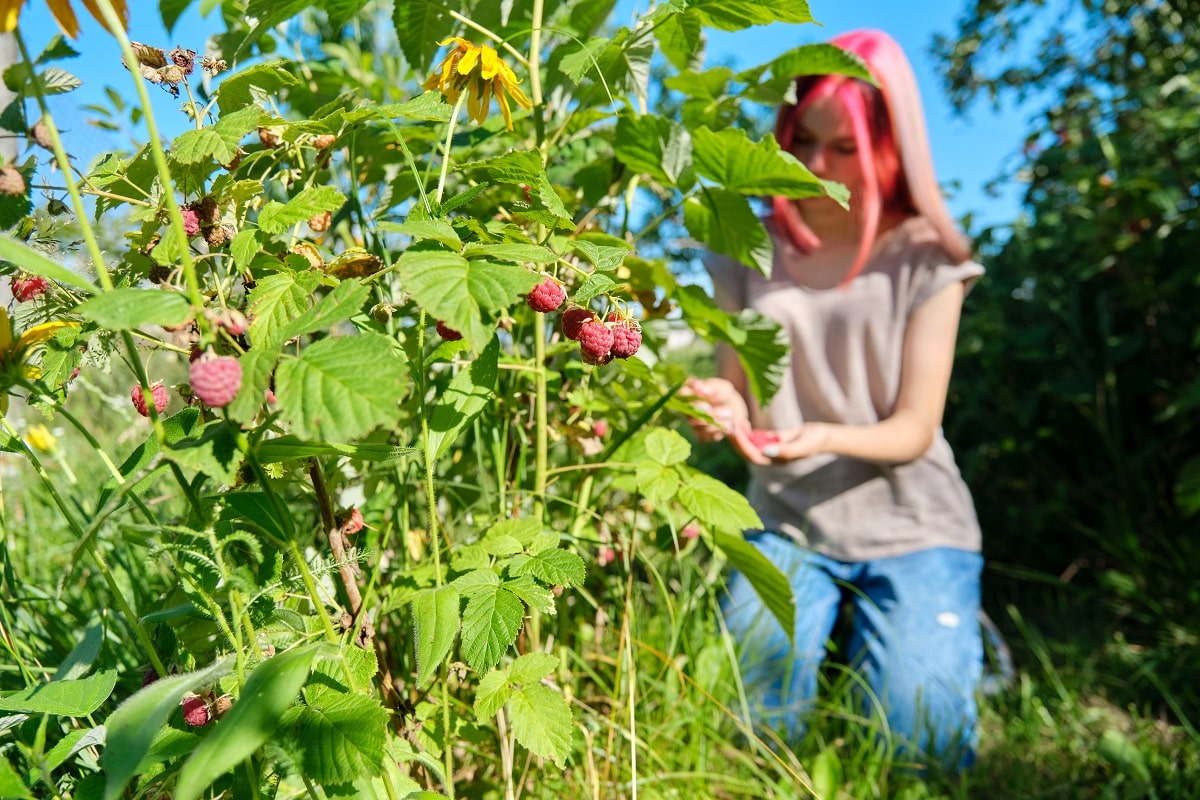 3 méthodes infaillibles et gratuites pour lutter définitivement contre les vers dans vos framboises
