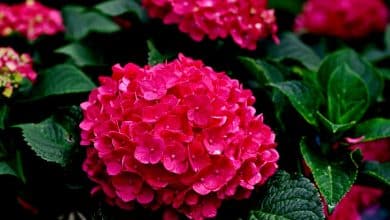 Fleurs d'hortensia rose