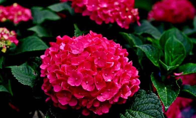 Fleurs d'hortensia rose