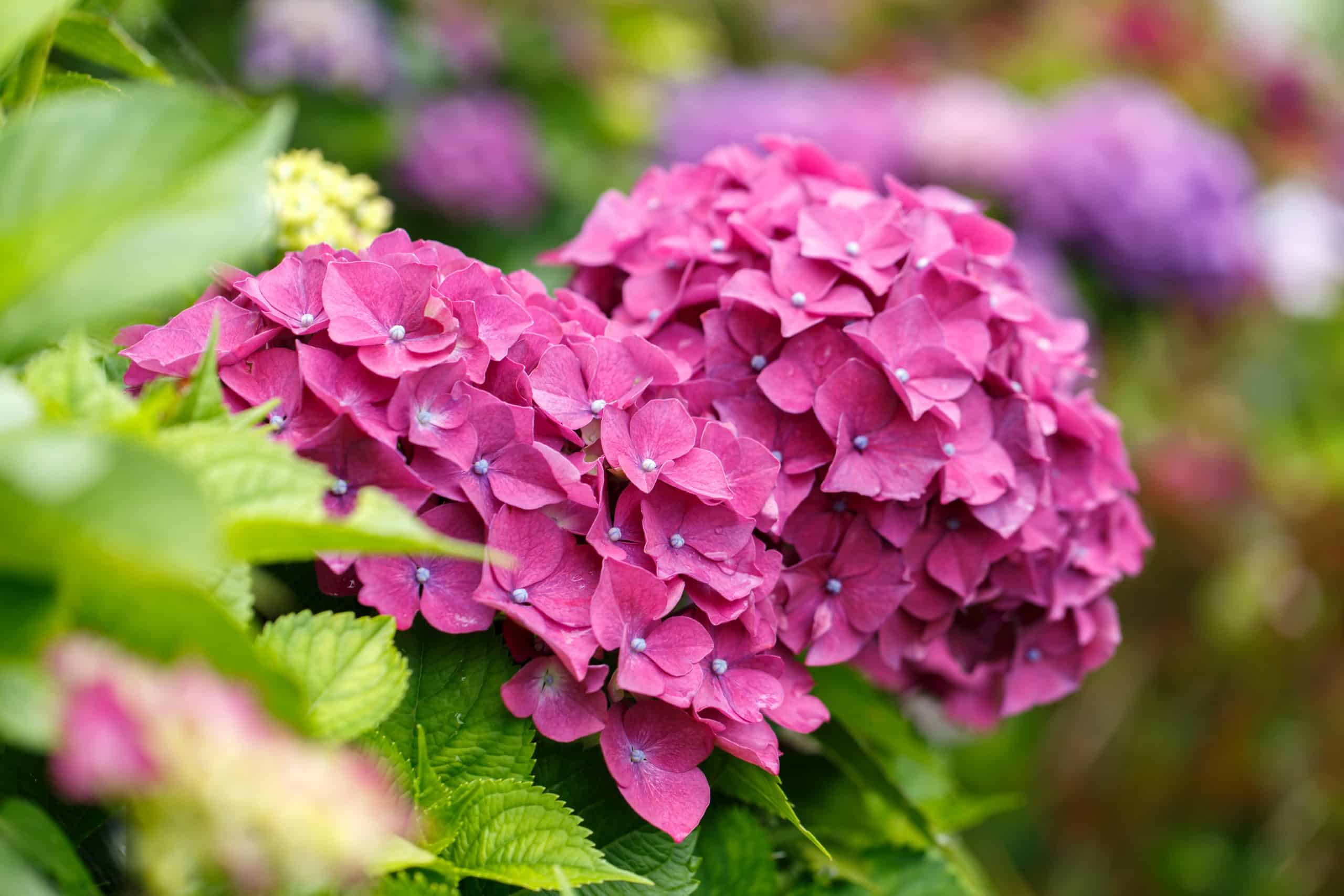 Des hortensias très roses