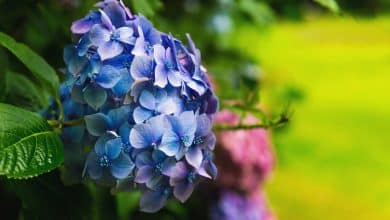 Des hortensias qui touche le sol