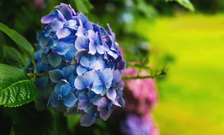 Des hortensias qui touche le sol
