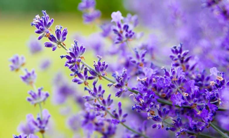 De la lavande dans le jardin