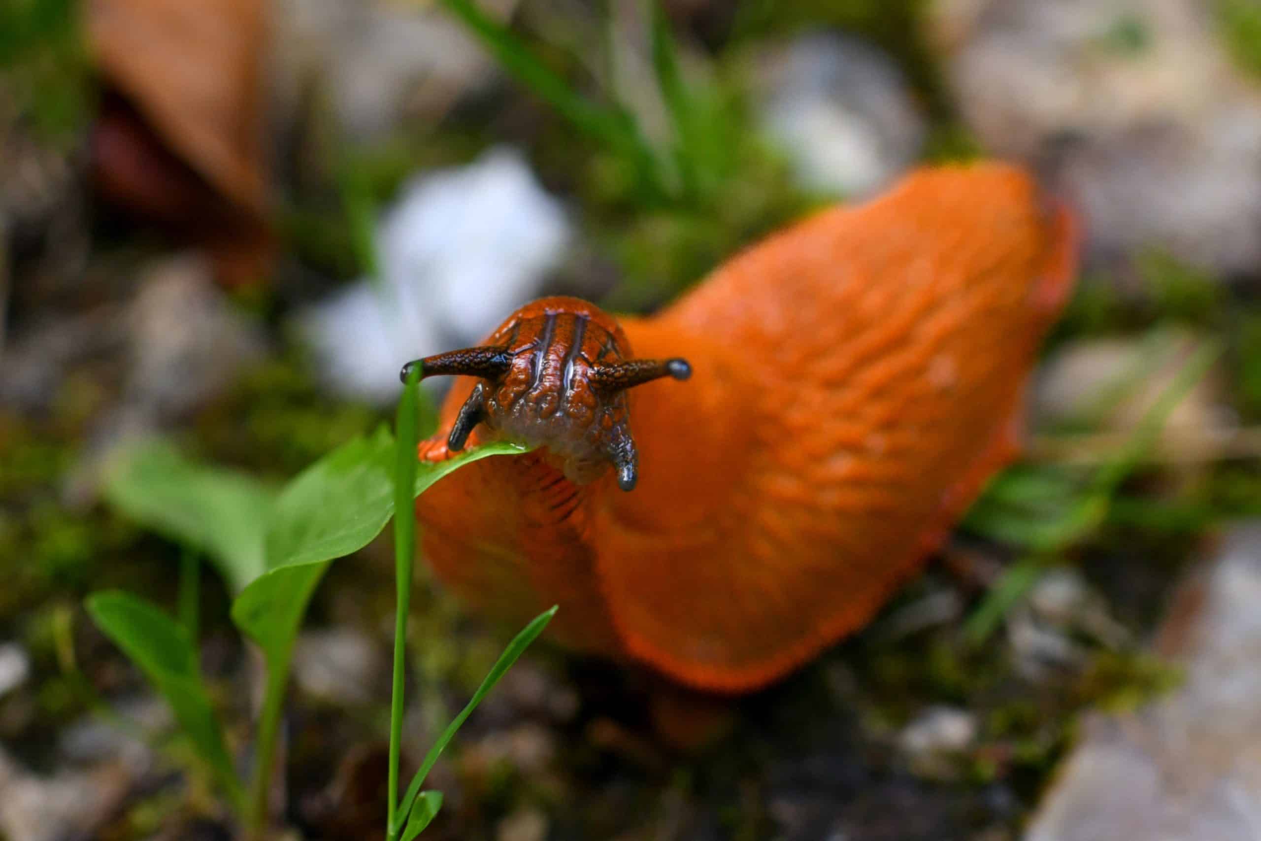 Une limace orange sur une feuille du potager