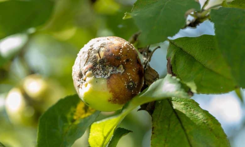 Maladies des arbres fruitiers