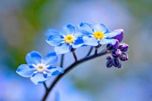 Myosotis